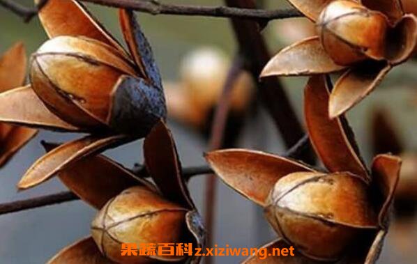 香椿树果子怎么服用 香椿树果子的服用方法