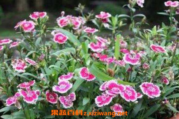 野生石竹的功效与作用 野生石竹的药用价值