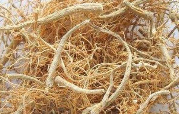 田七根的功效与作用 田七根的药用价值
