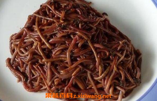 蚯蚓的药用功效与作用