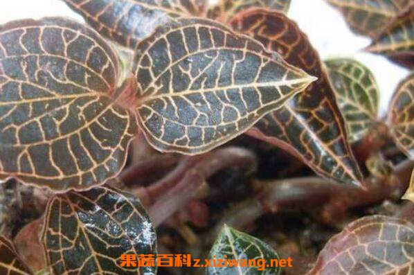 新鲜金线莲怎么吃 新鲜金线莲的食用方法
