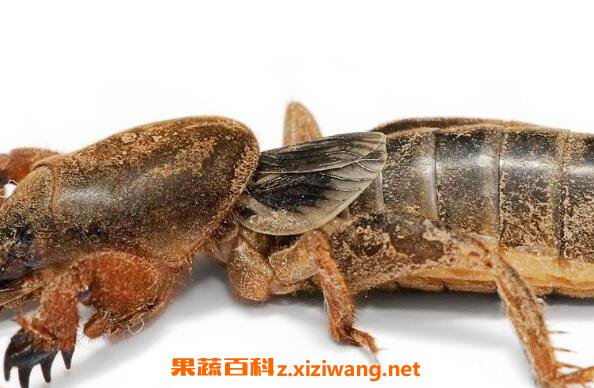 蝼蛄的功效与作用 蝼蛄的药用价值