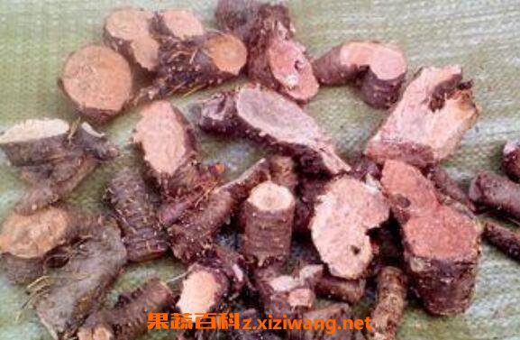红景天泡水的功效与作用 红景天泡水的危害