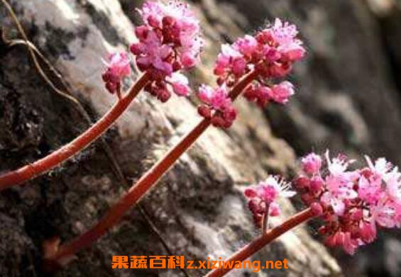 独根草的功效与作用 独根草的副作用