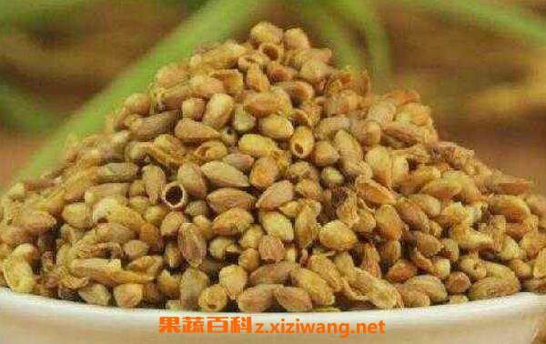 柏子仁泡水喝的功效与作用 柏子仁泡水有哪些好处