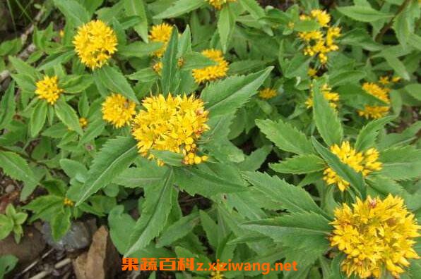 土三七草的功效与作用 土三七草的药用价值