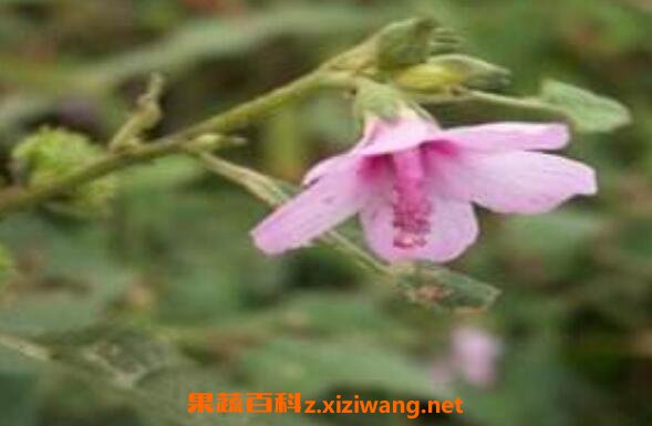 梵天花的作用与功效 梵天花的药用价值