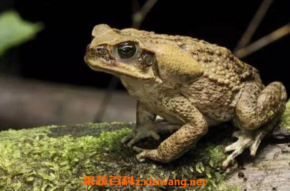 蟾蜍胆的功效与作用 蟾蜍胆的药用价值