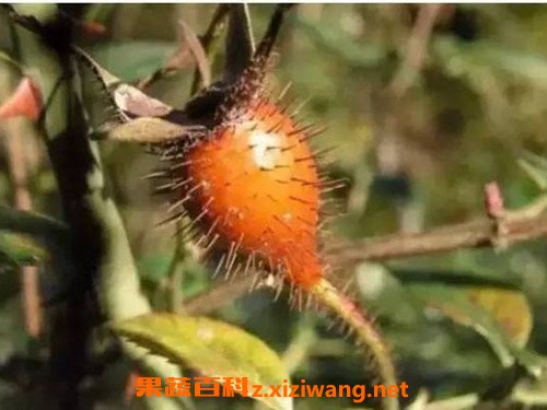 金樱子的副作用 金樱子的禁忌