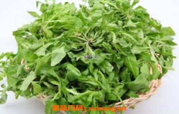 中药荠菜的功效与作用 吃荠菜的禁忌