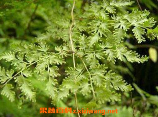 中药篇蓄的功效与作用