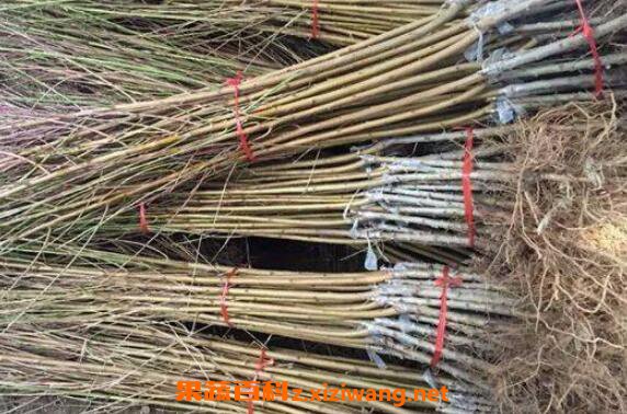 黑桃根的功效與作用 黑桃根的藥用價(jià)值