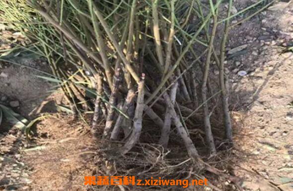 黑桃根的功效與作用 黑桃根的藥用價(jià)值