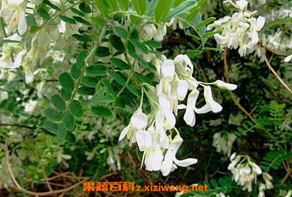白刺花的功效与作用 白刺花的药用价值