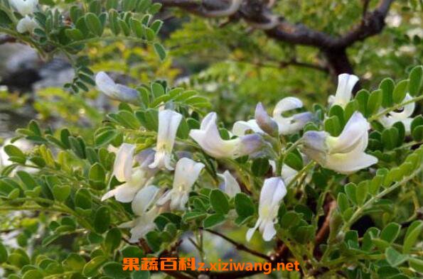 白刺花的功效与作用 白刺花的药用价值