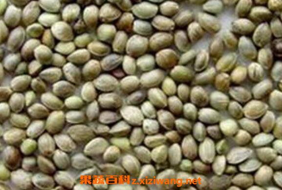 火麻仁可以泡水喝吗 火麻仁泡水喝的功效与作用