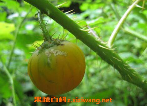 丁茄的功效与作用 丁茄有毒吗