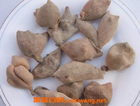百草虫的功效与作用