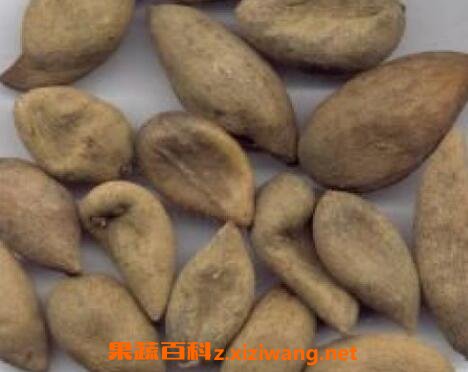 百草虫的功效与作用
