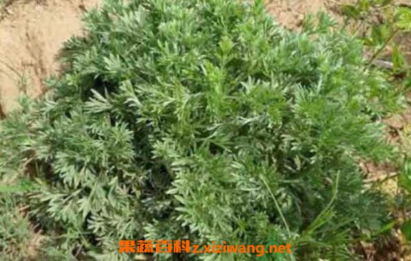中药青蒿的功效与作用