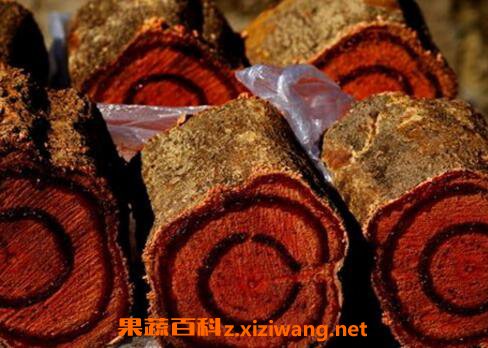中药鸡血藤的功效与作用