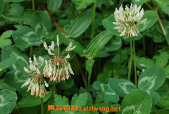 青活麻的功效与作用及食用方法