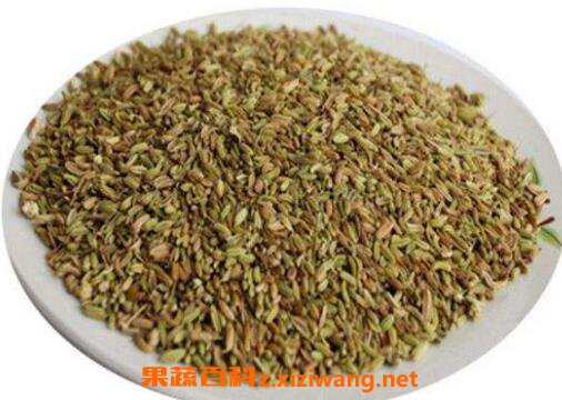 茴香籽的功效与作用及药用价值