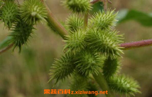 苍耳子和苍耳草的区别 苍耳子的功效