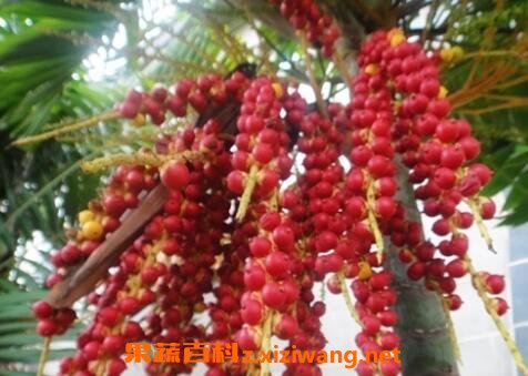 追风果的药用价值和营养价值