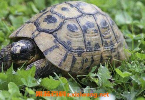 乌龟的功效和药用价值
