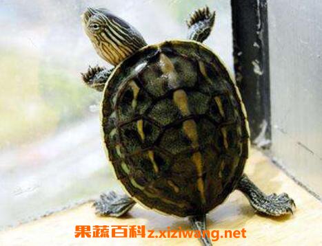 乌龟的功效和药用价值