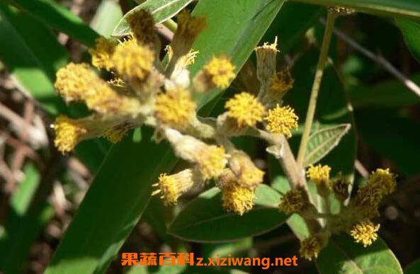 白牛膽的功效與作用 白牛膽的藥用價值