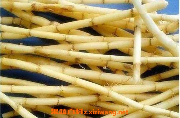 茅草根煮水喝什么作用 茅草根煮水的功效与作用