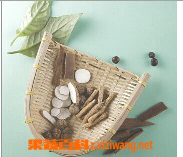 马齿苋树的功效与作用