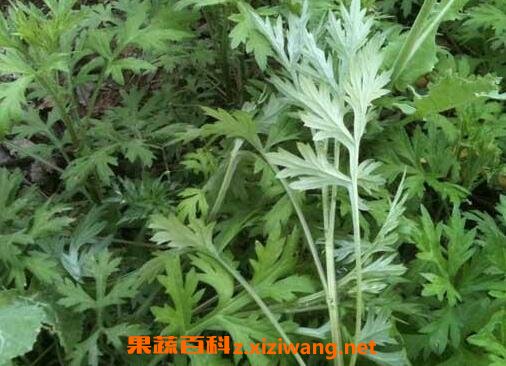 艾葉水的功效與作用