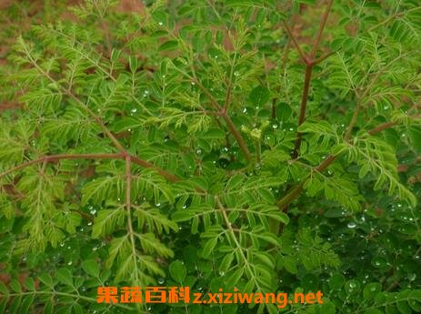 八木树的药用价值与功效作用