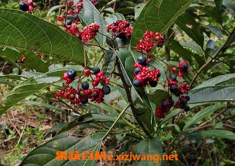 蓝实的功效与作用及药用价值
