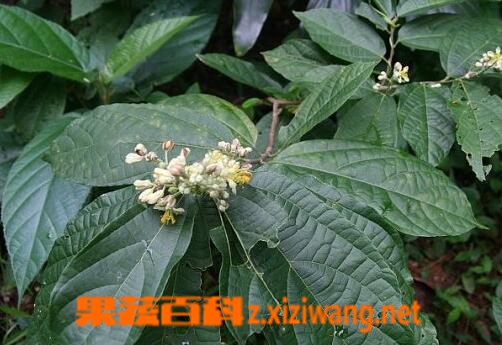 中药破布叶的功效与作用
