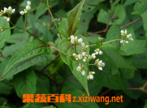 中药火炭母的功效与作用