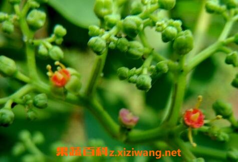 猪娘藤的功效与作用 猪娘藤的药用价值