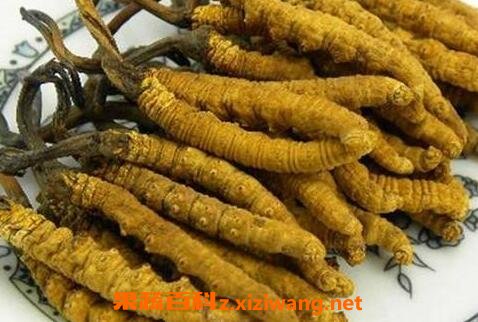冬虫夏草的传统吃法有哪些 冬虫夏草如何吃最好