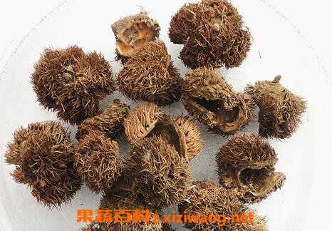 丰律壳的功效和作用 丰律壳的药用价值