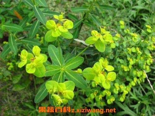 猫耳眼的药用价值与功效作用