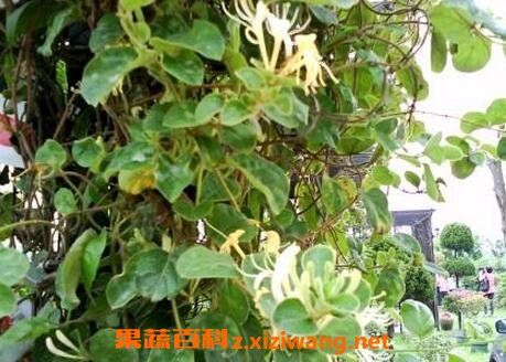 银花藤的功效与作用 银花藤有哪些药用功效