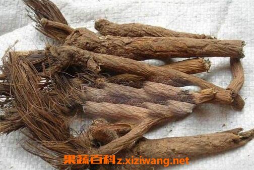 漏芦的功效与作用 漏芦的药用价值