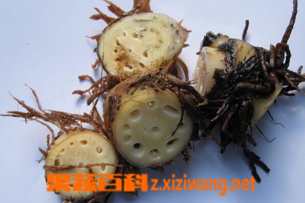 藉节的功效与作用