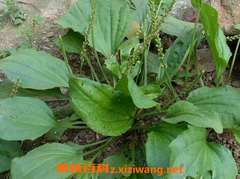 车前草的功效与作用 车前草的药用价值