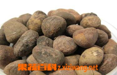 大枫子图片 中药大枫子的功效与作用