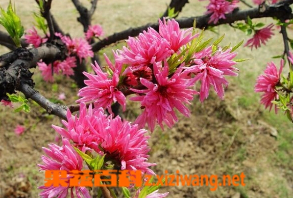 菊桃的功效与作用