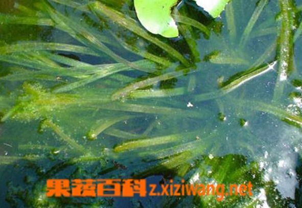 苦草的功效与作用 苦草的用途有哪些